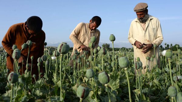 تولید و قاچاق مواد مخدر در افغانستان زیر نظر چه سازمانی است؟ - اسپوتنیک ایران  