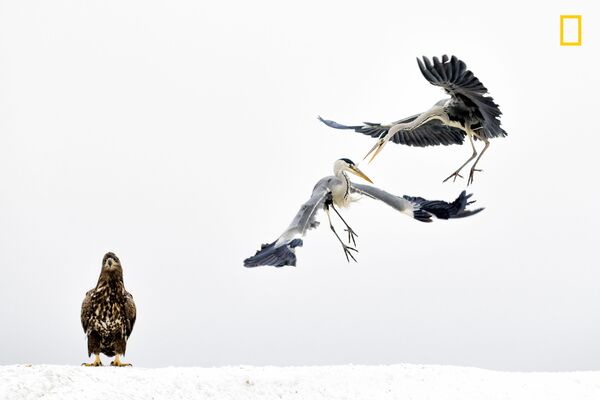 پرندگان آبی در زمستان، عکاس، ونسه ماته - اسپوتنیک ایران  