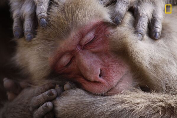 پارک میمون برفی در ژاپن، عکاس لانس مک میلان - اسپوتنیک ایران  