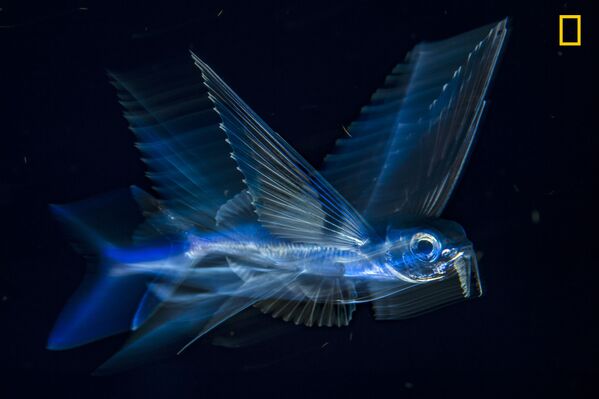 عکاس مایکل گاتریک اونیل، ماهی پرنده، فلوریدا - اسپوتنیک ایران  