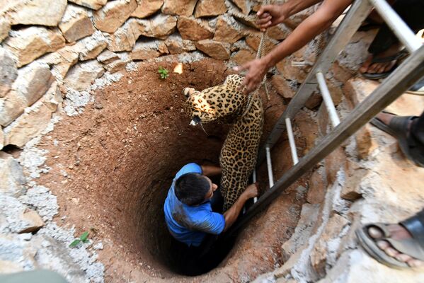 نجات پلنگی که در شهر هندی گواهاتی به درون چاهی افتاده بود - اسپوتنیک ایران  