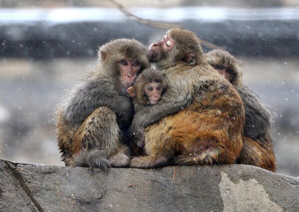 میمون ها در زمان ریزش برف در کوه هواگو چین - اسپوتنیک ایران  