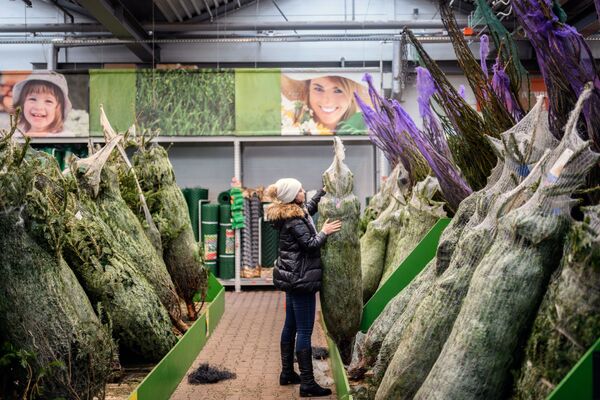 بازار درخت های کاج سال نو در مسکو - اسپوتنیک ایران  