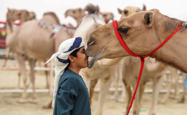 کودکی در کنار شتر در فستیوال شترها « الدفرا» امارات متحده عربی - اسپوتنیک ایران  
