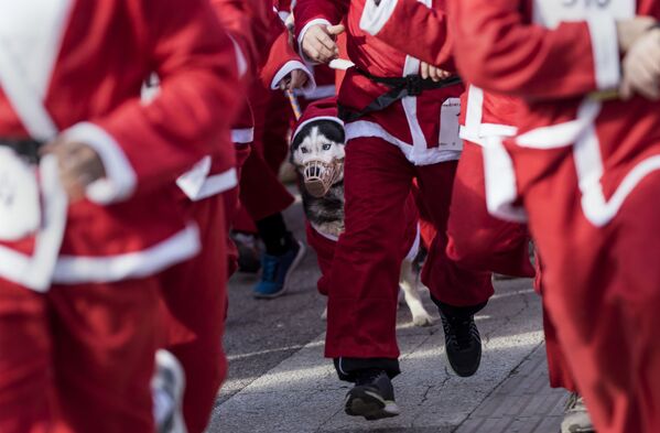 سگی با لباس بابانوئل در دو سال نو در اسکوپه - اسپوتنیک ایران  