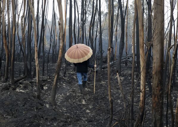 بقایای آتش سوزی در جنگلی در اسپانیا - اسپوتنیک ایران  