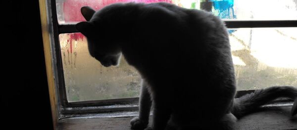 گربه پشت پنجره گربه پشت پنجره - اسپوتنیک ایران