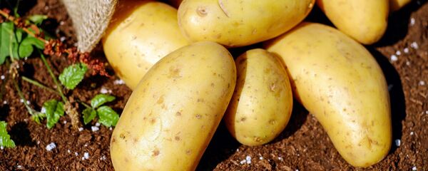 گرانی 500 درصدی پیاز و سیب زمینی در ایران - اسپوتنیک ایران  