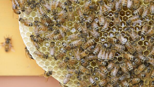 نابودسازی هزاران  زنبورعسل  وارده از روسیه در امریکا - اسپوتنیک ایران  