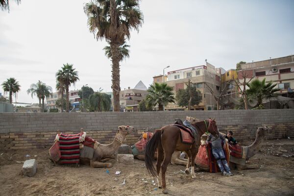 شترها در خیابانی در قاهره - اسپوتنیک ایران  