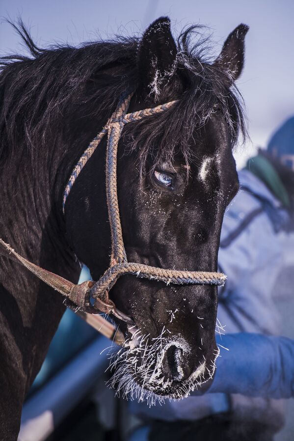اسب یکی از شرکت کنندگان ورزش ملی اسب سواری «آلامان اولاک» در قرقیزستان - اسپوتنیک ایران  