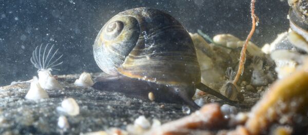 حلزون جاسوس اسرائیلی حلزون جاسوس اسرائیلی - اسپوتنیک ایران