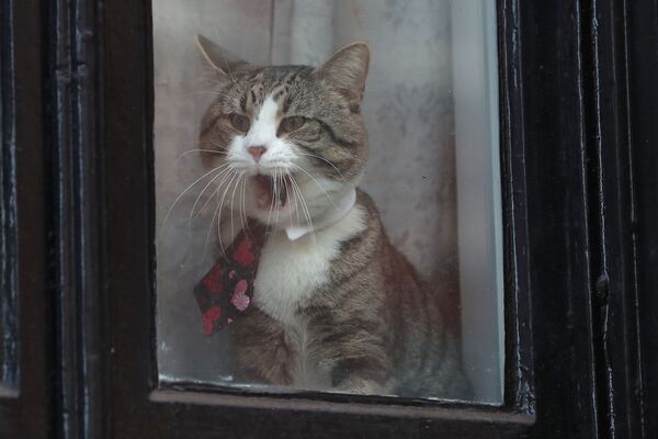 گربه جیمس  پشت پنجره سفارت اکوادور در لندن - اسپوتنیک ایران  