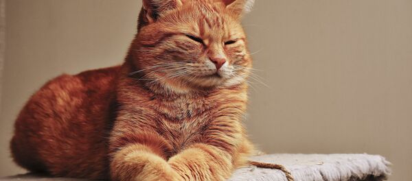 ابتلای گربه ها به کروناویروس ابتلای گربه ها به کروناویروس - اسپوتنیک ایران