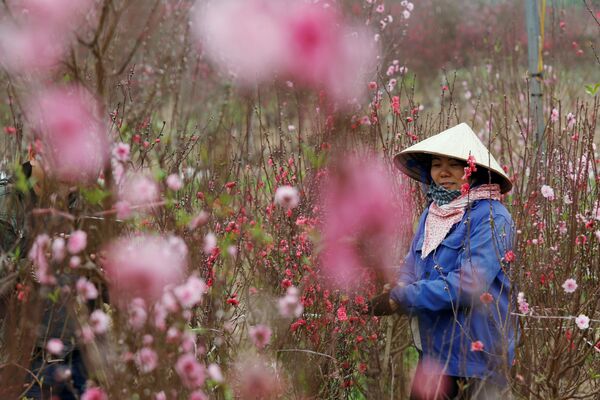 کشاورز در باغ هلو ، گل ها را برای فروش در جشن سال نو چینی می چیند، ویتنام - اسپوتنیک ایران  
