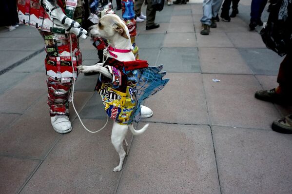 سگی در بخش چینی مکزیکوسیتی در جشن سال نو چینی - اسپوتنیک ایران  