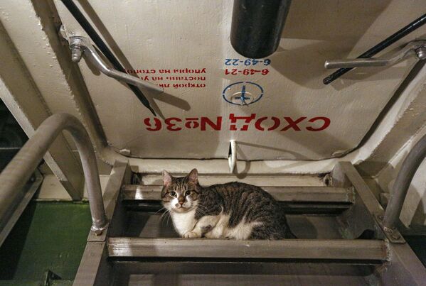 گربه ای در ناو سنگین هواپیمابر آدمیرال کوزنتسوف در مورمانسک - اسپوتنیک ایران  