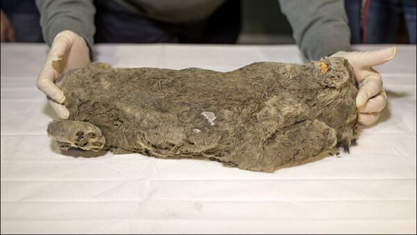 کشف قبرستان 7 هزار ساله در آمریکا - اسپوتنیک ایران  