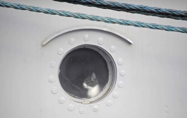 گربه در پشت پنجره کشتی موشکی « پطر کبیر» روسیه - اسپوتنیک ایران  