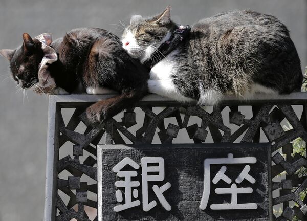 خواب گربه ای در توکیو - اسپوتنیک ایران  