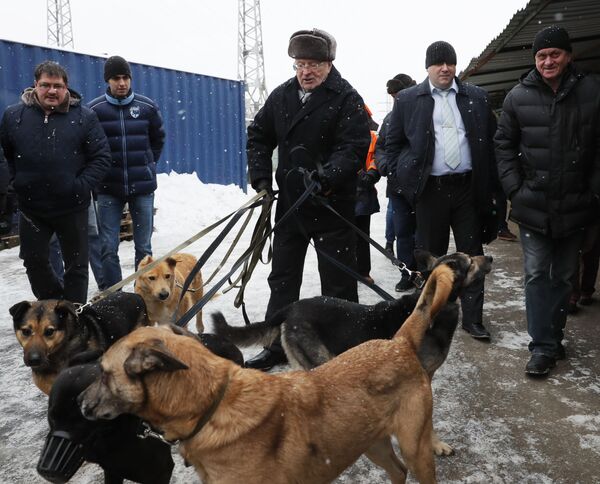 ولادیمیر ژیرینوفسکی، کاندید انتخابات ریاست جمهوری 2018 روسیه در پرورشگاه سگ های ولگرد - اسپوتنیک ایران  
