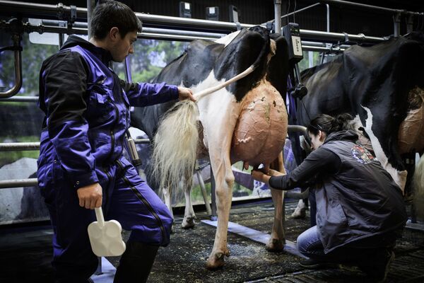 دوشیدن شیر گاو با سیستم اتوماتیک شیردوشی در پاریس - اسپوتنیک ایران  