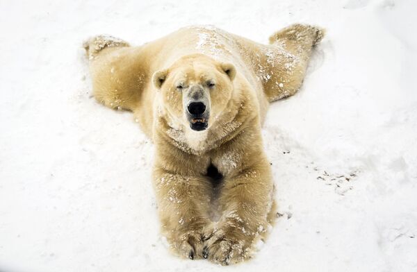 خرس سفید در پارک ملی شمال بریتانیا - اسپوتنیک ایران  