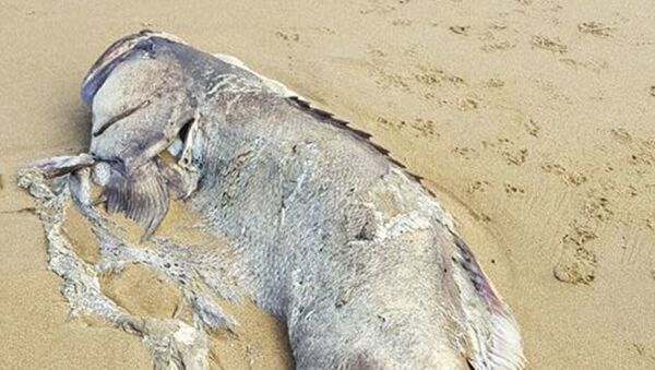 کشف ماهی عظیم الجثه در سواحل استرالیا + عکس - اسپوتنیک ایران  