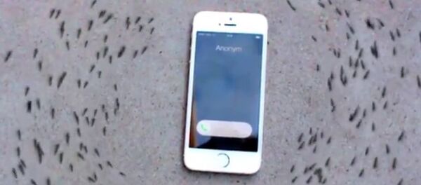 رقص مورچه ها با آیفون + عکس - اسپوتنیک ایران  