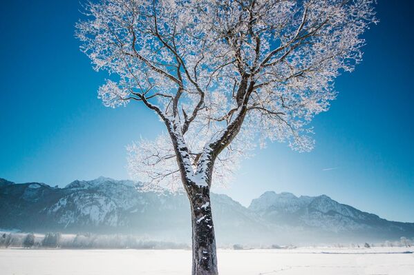 عکسی از درخت یخ زده در آلمان  در پروژه «چقدر دور از خانه» - اسپوتنیک ایران  