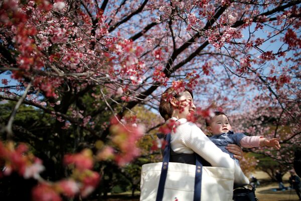 شکوفه هاي گيلاس در ژاپن - اسپوتنیک ایران  