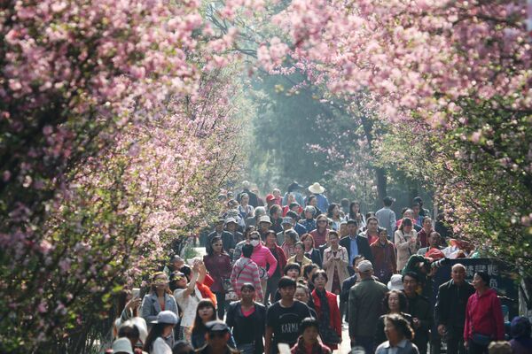 شکوفه هاي گيلاس در ژاپن - اسپوتنیک ایران  