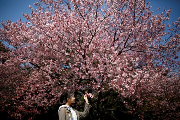 دختر ژاپني در باغ بهار - اسپوتنیک ایران  