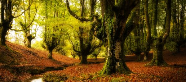 جنگل جنگل - اسپوتنیک ایران