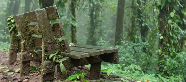 کشف جدید دانشمندان: تابش های مداوم چه تاثیری بر جمعیت گیاهان دارد؟ کشف جدید دانشمندان: تابش های مداوم چه تاثیری بر جمعیت گیاهان دارد؟ - اسپوتنیک ایران