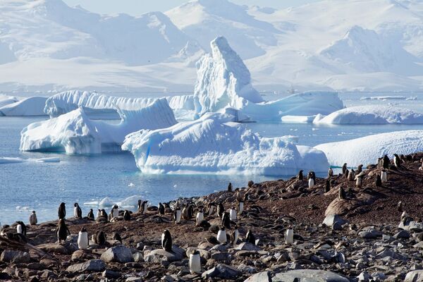 پنگوئن های قطب جنوب - اسپوتنیک ایران  