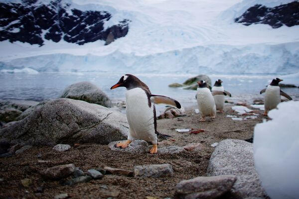 پنگوئن های قطب جنوب - اسپوتنیک ایران  