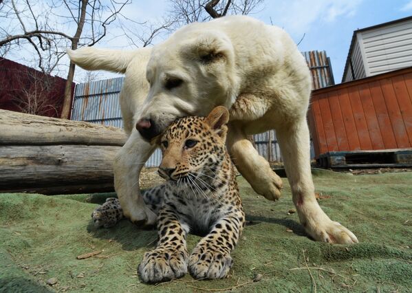 الزا سگ آسیای میانه ای و میلاش توله پلنگ در هنگام گردش در باغ وحش ولادی واستوک - اسپوتنیک ایران  