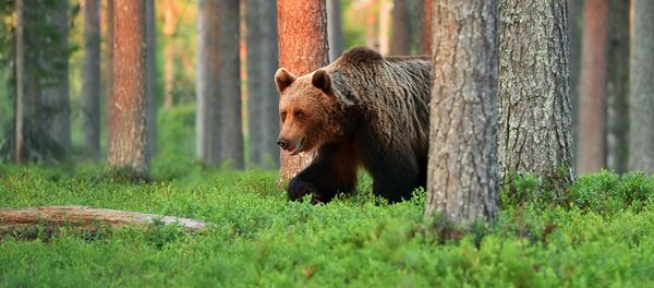 آتش زدن خرس و تولهاش در استان چهارمحال و بختیاری + عکس آتش زدن خرس و تولهاش در استان چهارمحال و بختیاری + عکس - اسپوتنیک ایران