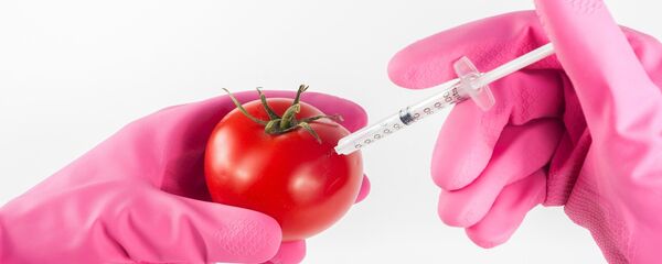 گوجه فرنگی سیاه با ماندگاری بالا +عکس گوجه فرنگی سیاه با ماندگاری بالا +عکس - اسپوتنیک ایران