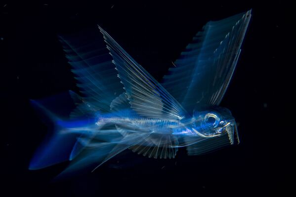 عکس «ماهی پرنده» از مایکل پاتریک اونیل از آمریکا - اسپوتنیک ایران  