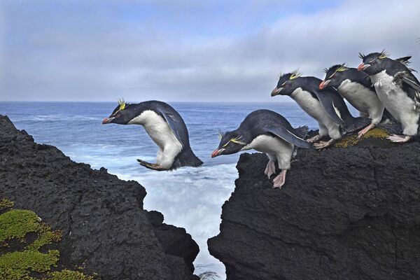عکس «پرش پنگوئن ها» از توماس پسچاک از آفریقای جنوبی - اسپوتنیک ایران  