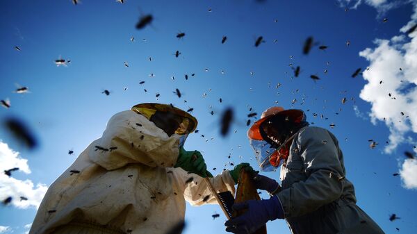 + ویدیومبارزه مرگبار زنبورها - اسپوتنیک ایران  