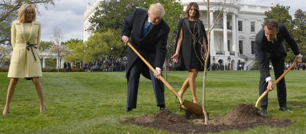 درخت بلوطی که مکرون به ترامپ هدیه داده بود ناپدید شد - اسپوتنیک ایران  