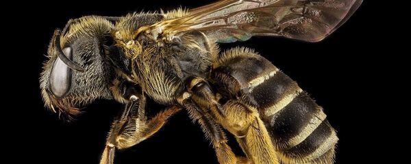 ادعای عجیب و جنجالی یک پزشک ایرانی درباره درمان کرونا+ویدیو ادعای عجیب و جنجالی یک پزشک ایرانی درباره درمان کرونا+ویدیو - اسپوتنیک ایران