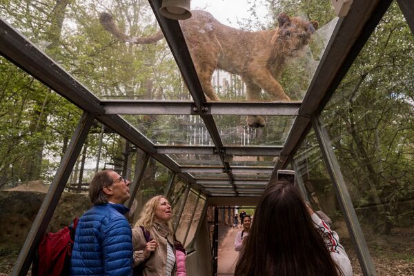 بازدیدکنندگان تونل شیشه ای نزدیک یک شیر در محدوده ی باغ وحش توآری در پاریس - اسپوتنیک ایران  