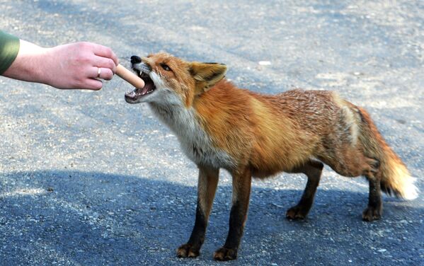 عابری در حال غذا دادن به روباه در جزیره روسکوم - اسپوتنیک ایران  