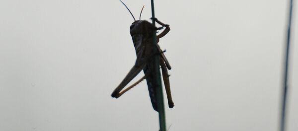 واکنش کاربران ایرانی به هجوم ملخ ها واکنش کاربران ایرانی به هجوم ملخ ها - اسپوتنیک ایران