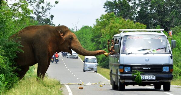 مسافران در جاده ای در سریلانکا در حال تعارف کردن موز به فیل - اسپوتنیک ایران  