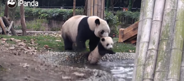 حمام پاندا ها + فیلم حمام پاندا ها + فیلم - اسپوتنیک ایران